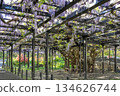 Tenjin Wisteria, Tenjinyama Green Space, Sapporo 134626744