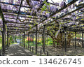 Tenjin Wisteria, Tenjinyama Green Space, Sapporo 134626745