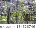 Tenjin Wisteria, Tenjinyama Green Space, Sapporo 134626746