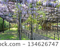 Tenjin Wisteria, Tenjinyama Green Space, Sapporo 134626747