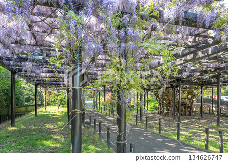Tenjin Wisteria, Tenjinyama Green Space, Sapporo 134626747