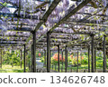 Tenjin Wisteria, Tenjinyama Green Space, Sapporo 134626748
