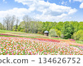 Tulip Takino Suzuran Hillside Park Sapporo 134626752