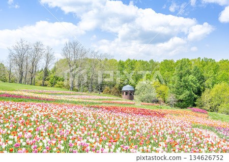 Tulip Takino Suzuran Hillside Park Sapporo 134626752