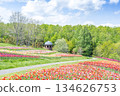 Tulip Takino Suzuran Hillside Park Sapporo 134626753