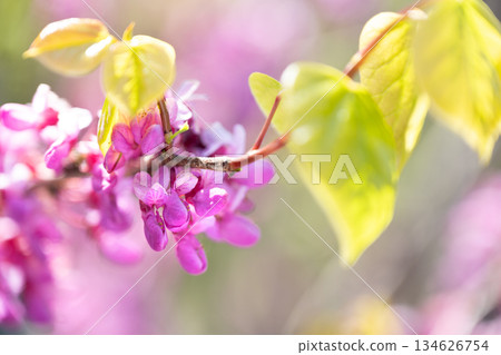 Chinese Redbud, Hiraoka Arboriculture Center, Sapporo 134626754