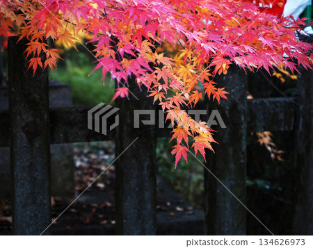 石牆和秋天的楓葉（山內神社東側入口周圍的楓樹） 134626973