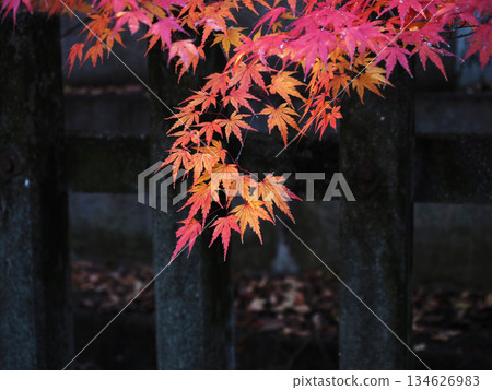 Stone fence and vermilion and orange maple leaves (Yamauchi Shrine's maple leaves) 134626983