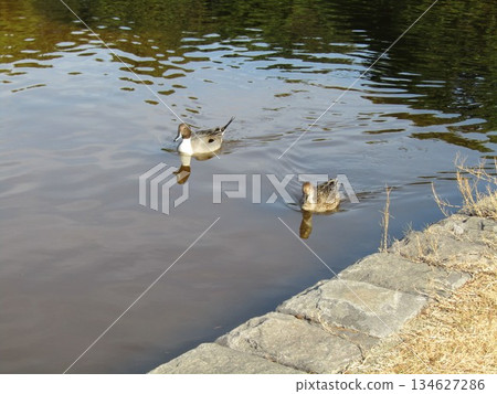 Winter migratory birds that came to Inage Beach Park 134627286