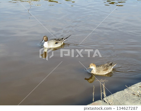 Winter migratory birds, pintails, have come to the pond on the beach to mate and return home 134627287
