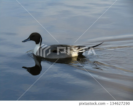 Winter migratory birds, Northern Pintails, come to the pond on the beach 134627290