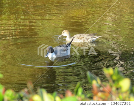 長尾鴨會成雙成對地回來嗎？ 134627291