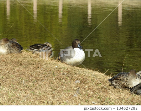 A Northern Pintail basking in the sun at the seaside park A Northern Pintail basking in the sun at the seaside park 134627292