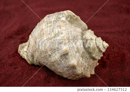 Large Rapana Whelk Shell with Orange Interior on Red Sand 134627312