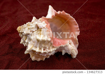 Beautiful Pink Murex Shell with Rosy Interior on Red Sand 134627313