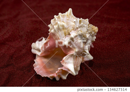 Beautiful Pink Murex Shell with Rosy Interior on Red Sand 134627314