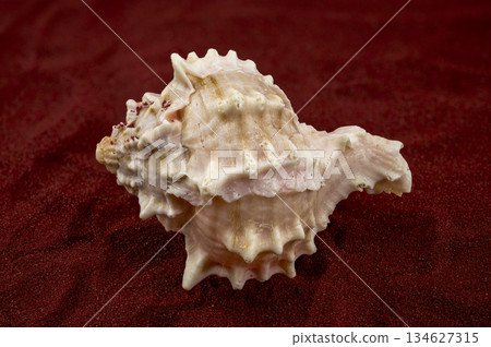 Beautiful Pink Murex Shell with Rosy Interior on Red Sand 134627315