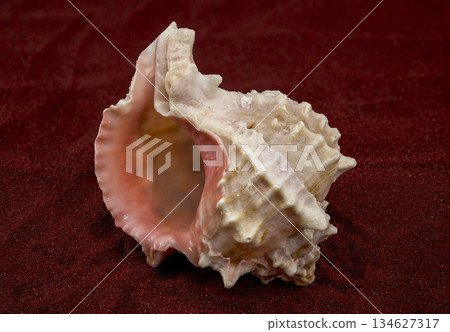 Beautiful Pink Murex Shell with Rosy Interior on Red Sand Beautiful Pink Murex Shell with Rosy Interior on Red Sand 134627317