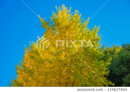 銀杏樹的黃葉映襯著藍天，美極了。 134627404