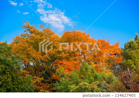 櫸樹美麗的秋葉在藍天的襯托下格外醒目。 134627405