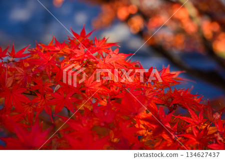 Momiji who changed leaves Momiji who changed leaves 134627437