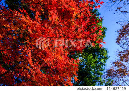 The autumn leaves of the maple trees are beautiful against the blue sky The autumn leaves of the maple trees are beautiful against the blue sky 134627439