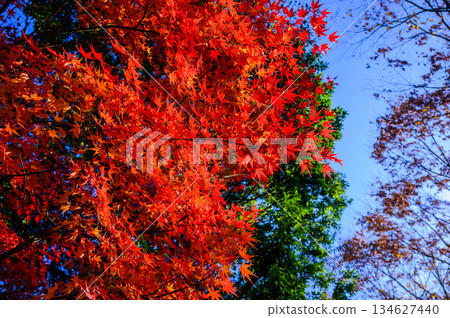 The autumn leaves of the maple trees are beautiful against the blue sky The autumn leaves of the maple trees are beautiful against the blue sky 134627440