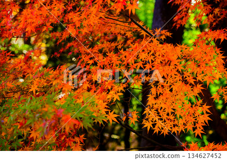 Momiji who changed leaves 134627452