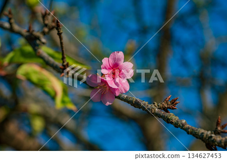 只有兩朵粉紅色的櫻花盛開。 134627453