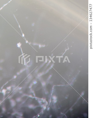 Conidia at the tip of mold hyphae 134627477