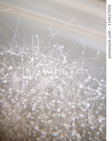 Koji that entangles the mycelium Koji that entangles the mycelium 134627609