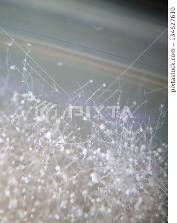 在瓊脂培養基上生長的麴菌 134627610