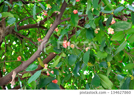 Tree with Red and Yellow Fruits Tree with Red and Yellow Fruits 134627860