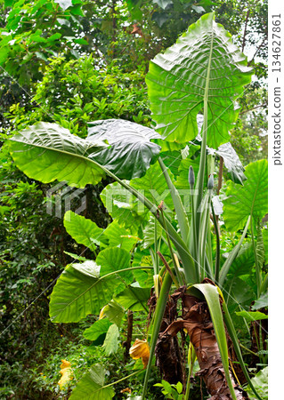 Lush Tropical Foliage in Forest 134627861