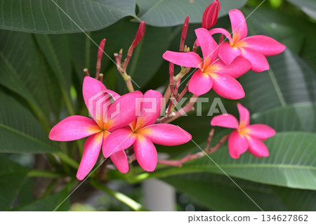 Vibrant Pink Plumeria Flowers in Bloom 134627862