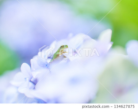 一隻可愛的青蛙趴在一朵鮮豔的淡紫色繡球花上 134627875