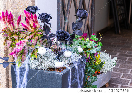 Flower composition for Halloween. Black roses and white pumpkins in a web. plants in a pot on the floor of the house. Autumn door decor Flower composition for Halloween. Black roses and white pumpkins in a web. plants in a pot on the floor of the house. Autumn door decor 134627896