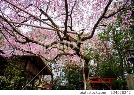 Red weeping cherry tree at Suika Tenmangu Shrine Red weeping cherry tree at Suika Tenmangu Shrine 134628242