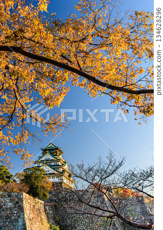 Osaka Castle and its stone walls, illuminated by autumn leaves, against the autumn sky 134628296