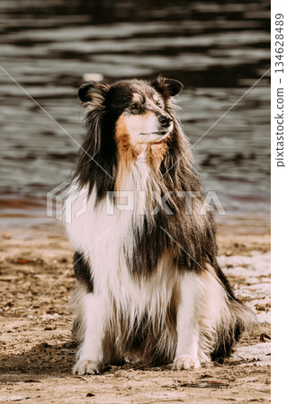 Tricolor Rough Collie, Funny Scottish Collie, Long-haired Collie, English Collie, Lassie Dog Posing Outdoors In Autumn Day. Portrait Tricolor Rough Collie, Funny Scottish Collie, Long-haired Collie, English Collie, Lassie Dog Posing Outdoors In Autumn Day. Portrait 134628489