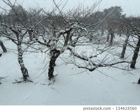 雪覆蓋的櫻花樹 134628560