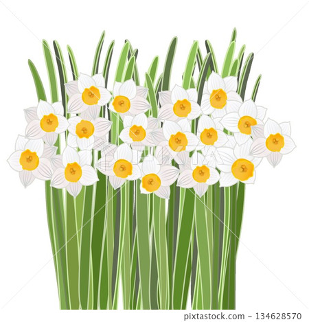 盛開的日本水仙花插圖 134628570