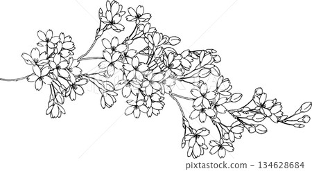 手繪櫻花枝插圖 134628684