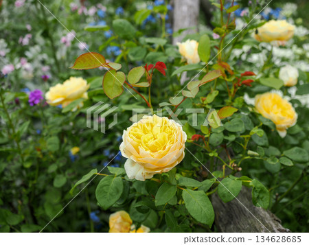 玫瑰的風景 134628685