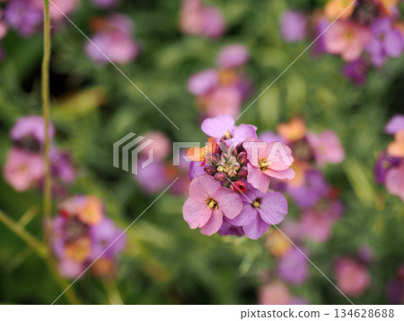 Landscape with fragrant lilies Landscape with fragrant lilies 134628688