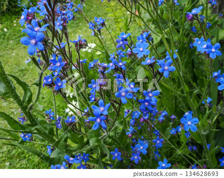 Landscape with anchusa (Chinese anchusa) Landscape with anchusa (Chinese anchusa) 134628693