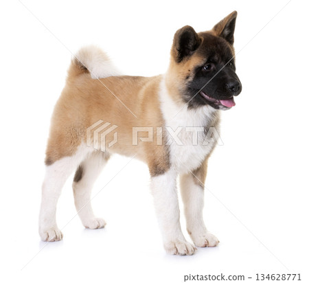 amerikan akita in studio 134628771