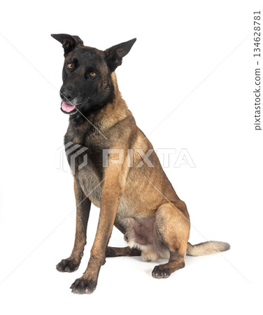 malinois in studio malinois in studio 134628781