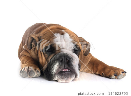 english bulldog in studio english bulldog in studio 134628793