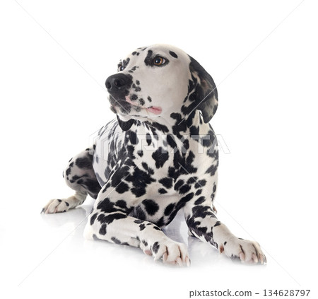 puppy dalmatian in studio puppy dalmatian in studio 134628797